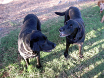 Charleston SC Dogs at Play